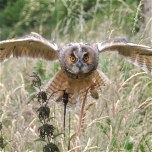 owl flying owl flying